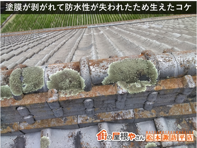 松本市公民館屋根葺き替え工事　施工前 コケの発生